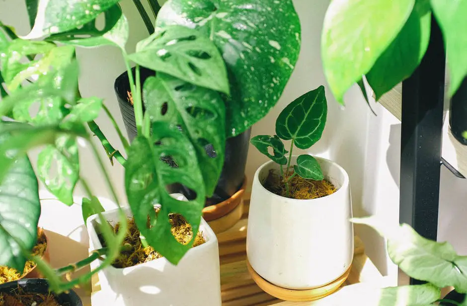 Easy Plant Guide: How Long Can an Average Plant Live Without Water?