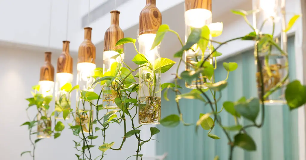 Plants, lights and decoration hanging from ceiling in a home