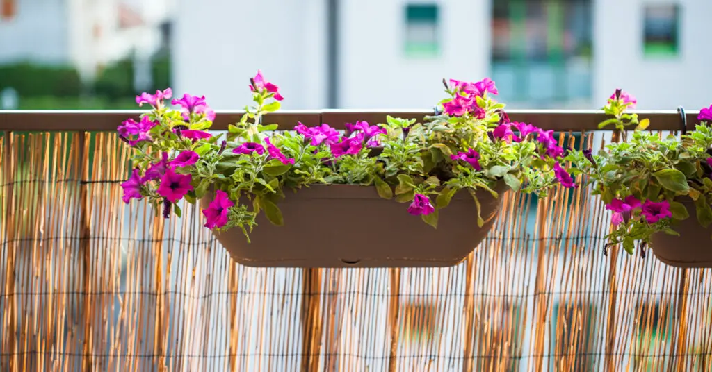 Balcony railing styled with privacy screen and plants hanging from railing