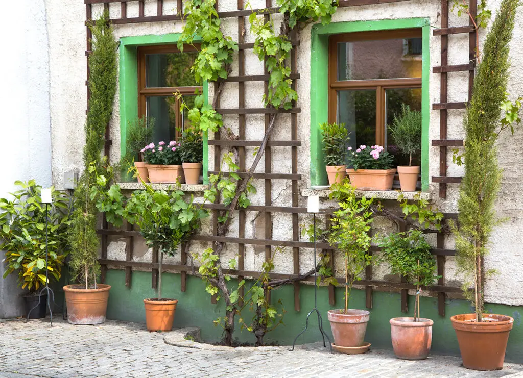 Trellis with climbing plants, on a house wall