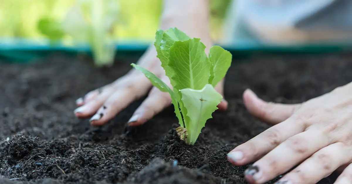 Can You Use flower Potting Soil for Vegetables? Solved