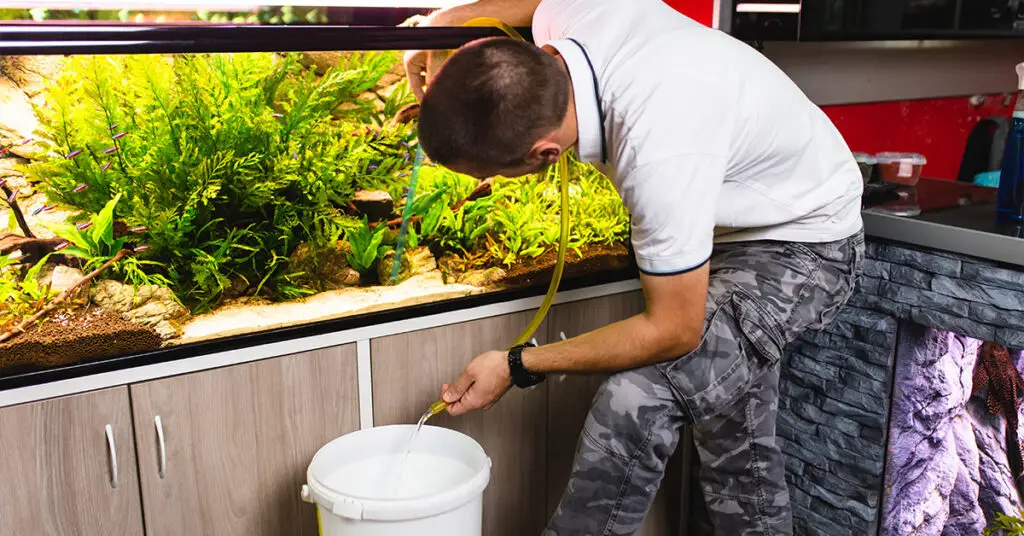 Man reusing the aquarium water to watering plants